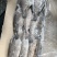 马面鱼（扒皮鱼，耗儿鱼）货源稳定，长年有货，欢迎咨询。