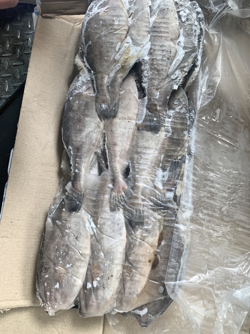马面鱼（扒皮鱼，耗儿鱼）货源稳定，长年有货，欢迎咨询。