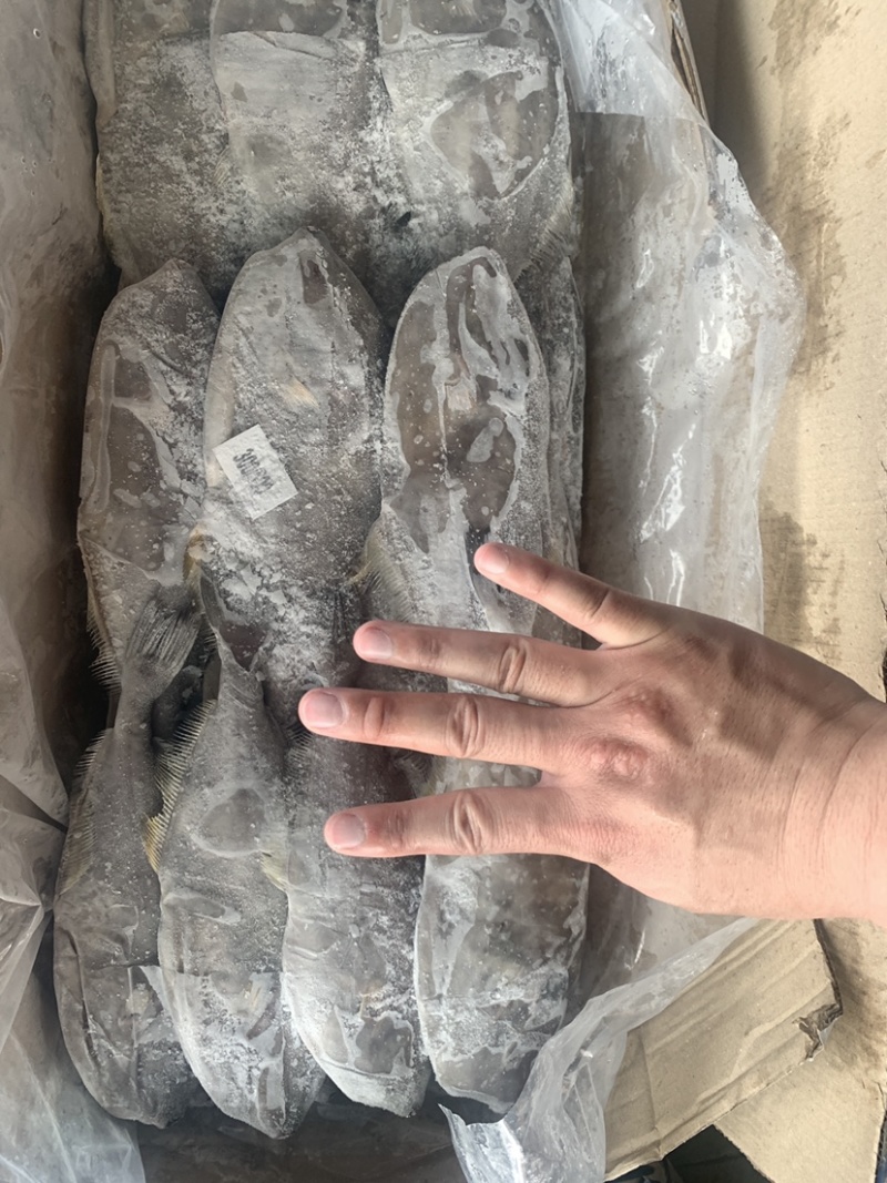 马面鱼（扒皮鱼，耗儿鱼）货源稳定，长年有货，欢迎咨询。