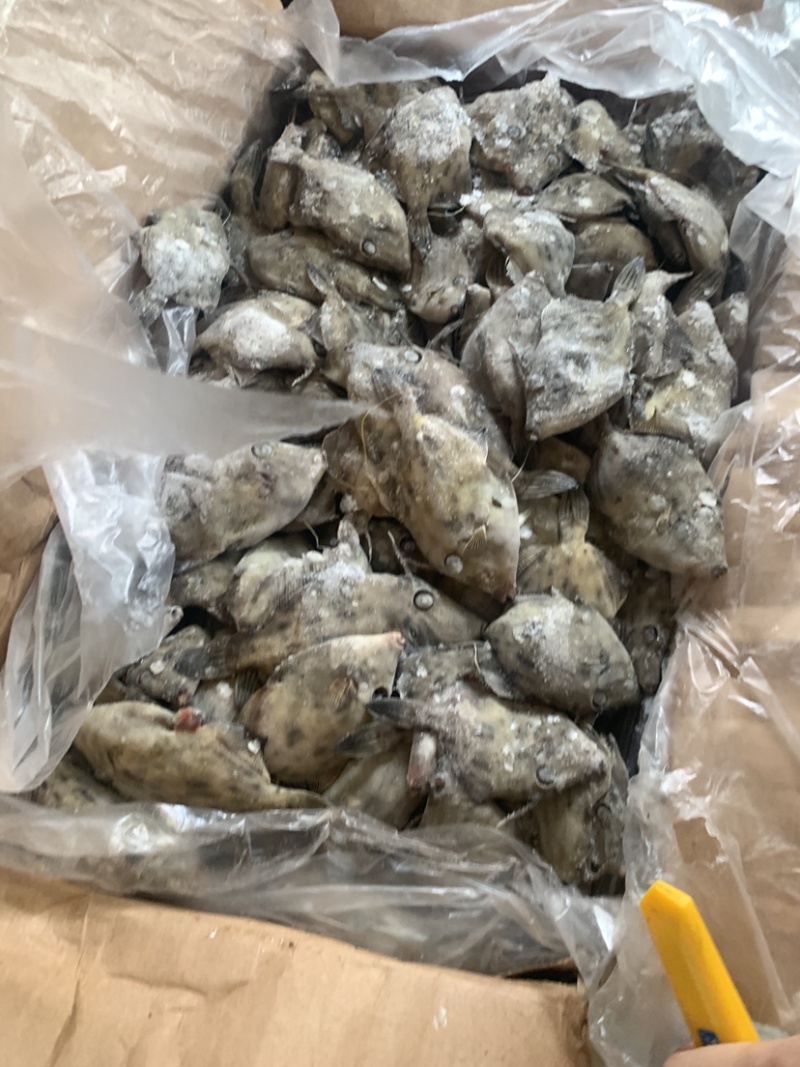 马面鱼（扒皮鱼，耗儿鱼）货源稳定，长年有货，欢迎咨询。