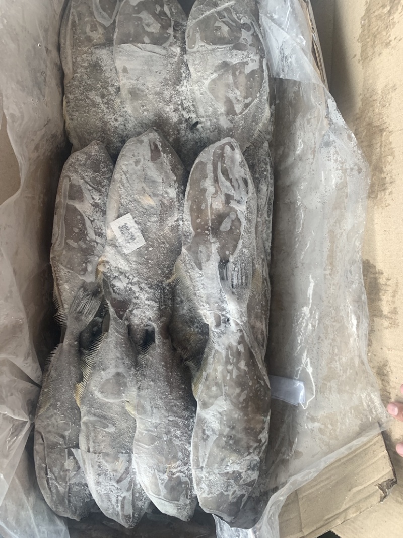 马面鱼（扒皮鱼，耗儿鱼）货源稳定，长年有货，欢迎咨询。
