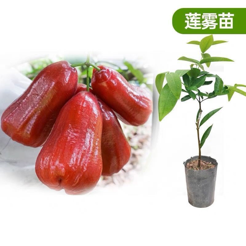 四季莲雾果树苗黑金刚大叶红莲雾苗嫁接果树苗可盆栽地栽当年