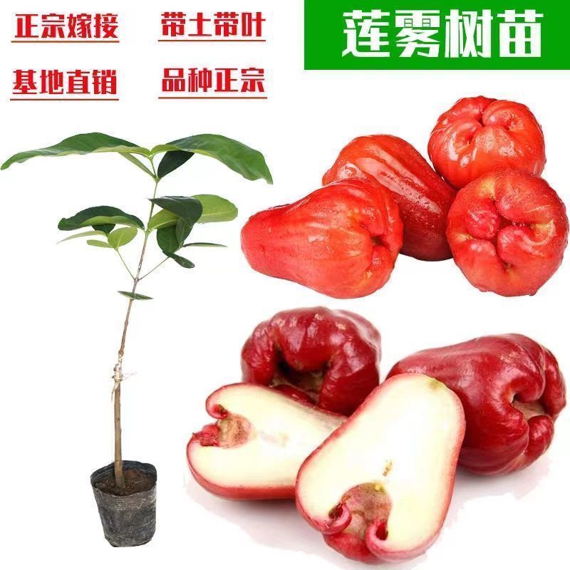 四季莲雾果树苗黑金刚大叶红莲雾苗嫁接果树苗可盆栽地栽当年