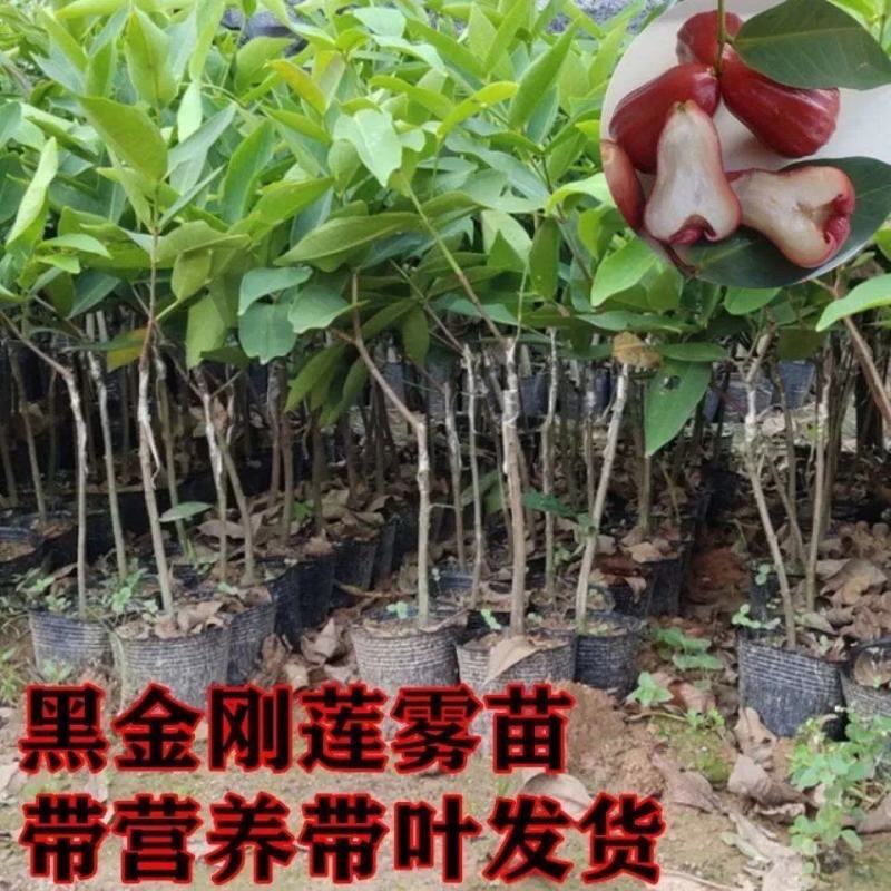 四季莲雾果树苗黑金刚大叶红莲雾苗嫁接果树苗可盆栽地栽当年