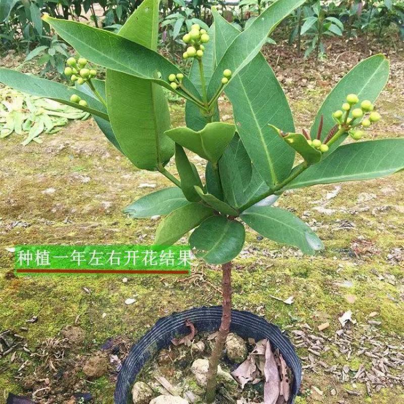 四季莲雾果树苗黑金刚大叶红莲雾苗嫁接果树苗可盆栽地栽当年