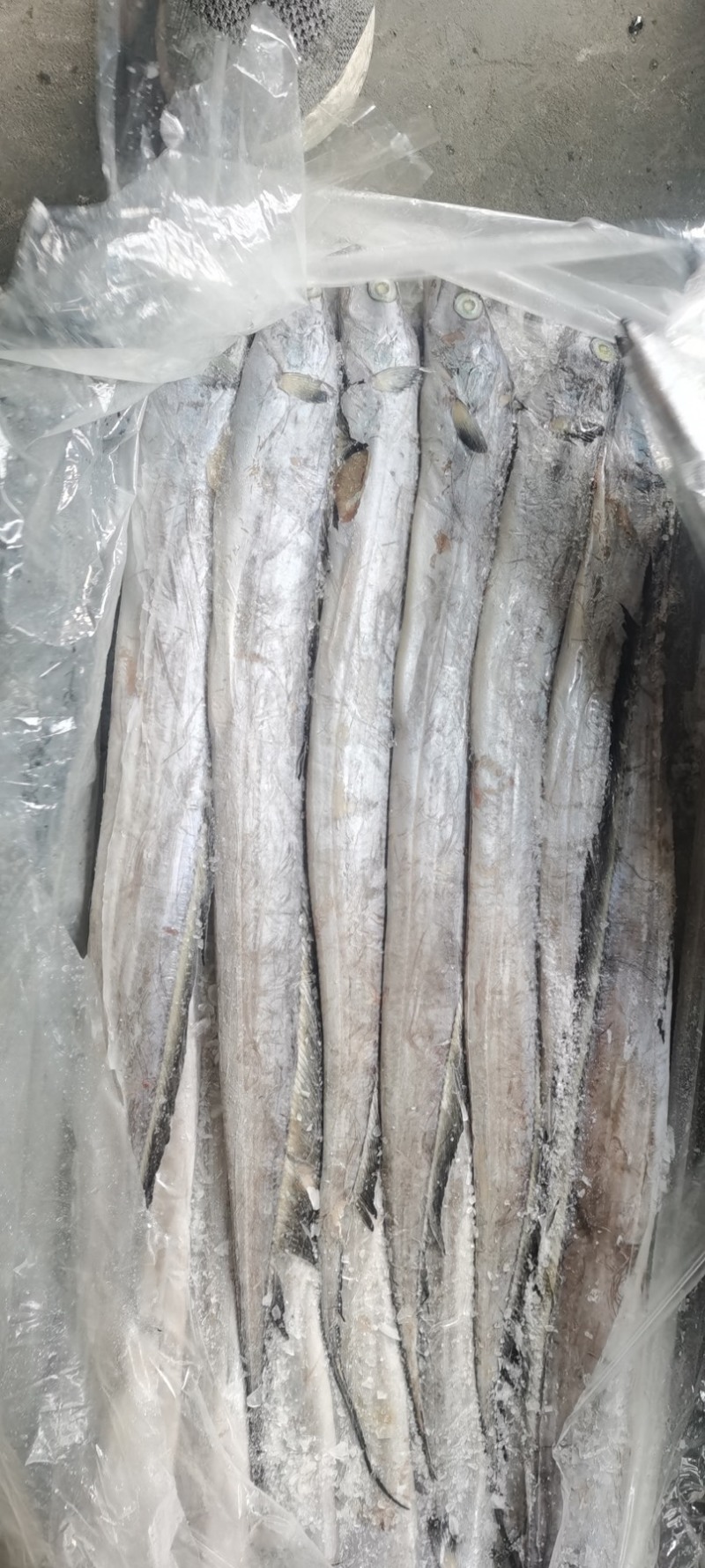 带鱼，各种带鱼，钓带网带，单冻，片冻，船冻，带鱼段等