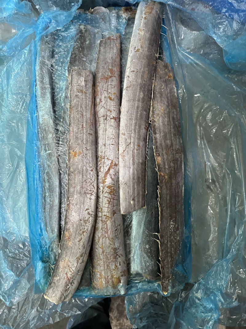 带鱼，各种带鱼，钓带网带，单冻，片冻，船冻，带鱼段等