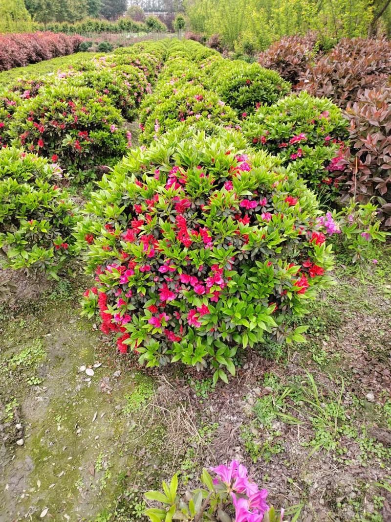 杜鹃球春鹃球毛鹃球夏鹃球各种颜色大小规格
