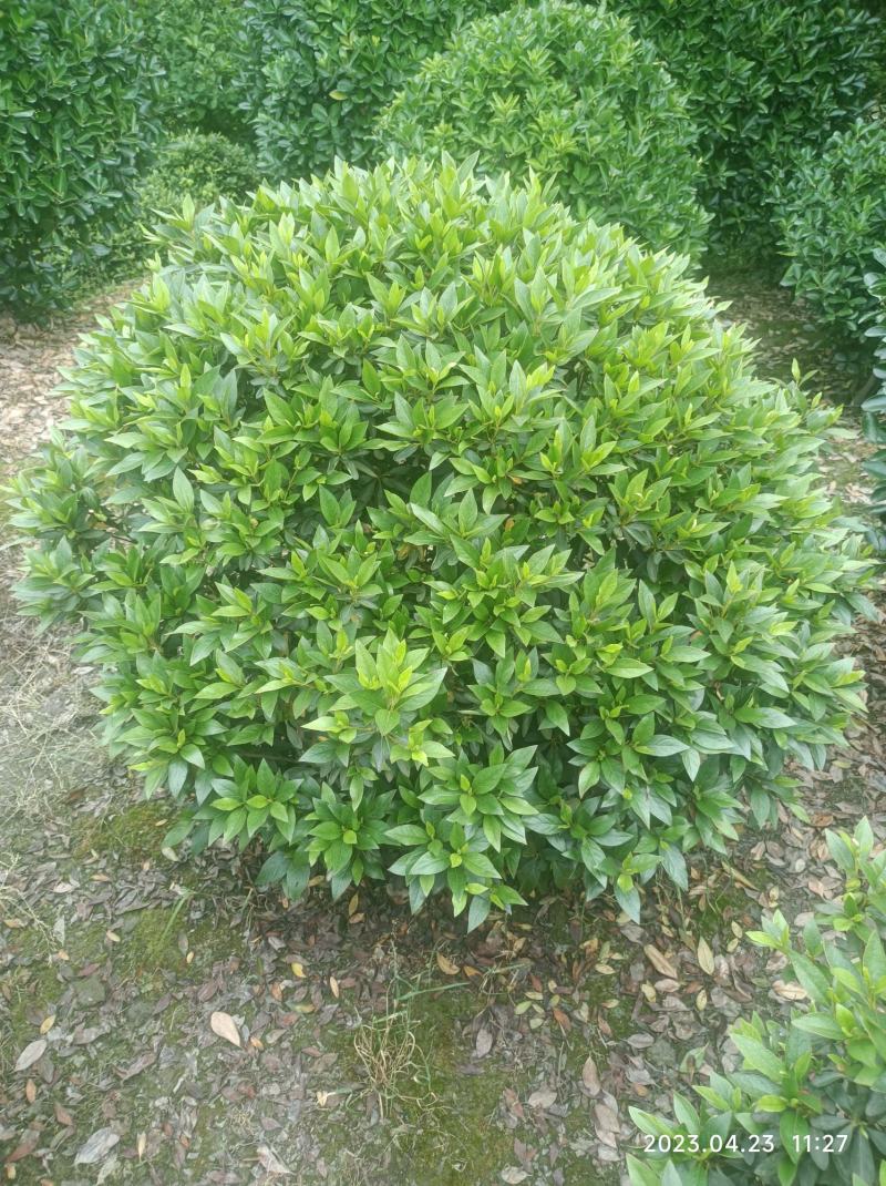 杜鹃球春鹃球毛鹃球夏鹃球各种颜色大小规格