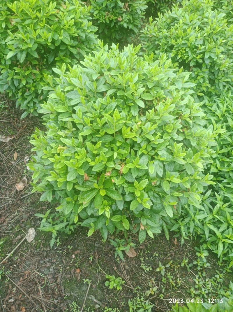 杜鹃球春鹃球毛鹃球夏鹃球各种颜色大小规格