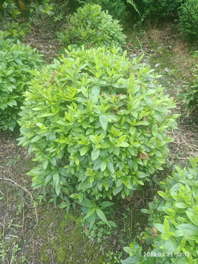 杜鹃球春鹃球毛鹃球夏鹃球各种颜色大小规格