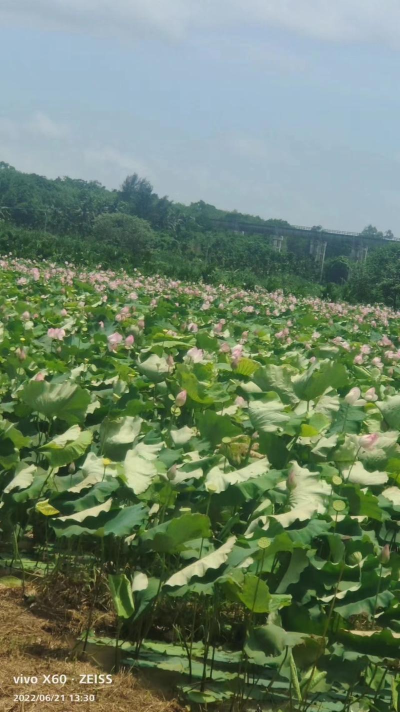 [推荐]海南临高县精品草莲莲子大量上市水果莲