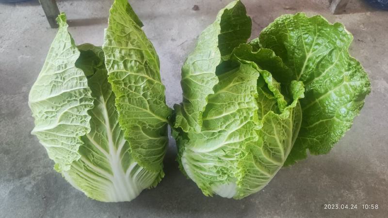 黄心大白菜产地直销，只做精品，质量保证，货源充足。