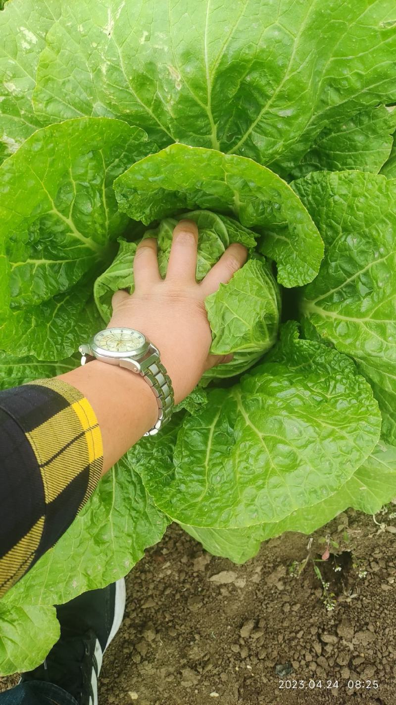 黄心大白菜产地直销，只做精品，质量保证，货源充足。