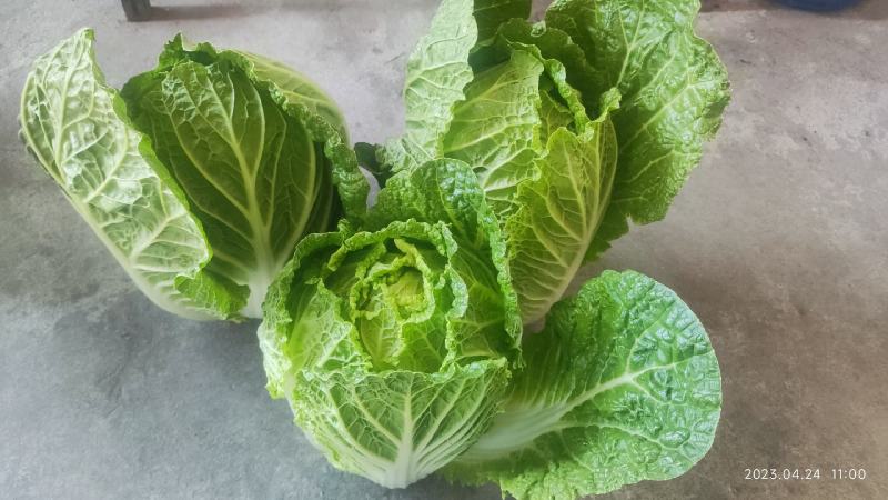 黄心大白菜产地直销，只做精品，质量保证，货源充足。