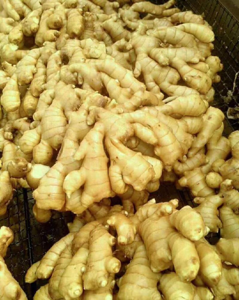 山东黄姜，产地一手货源，价格不高，