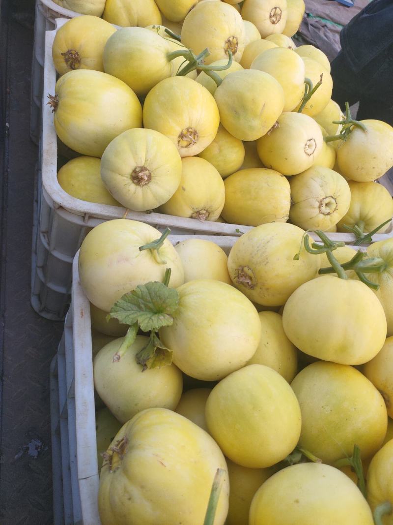 各种甜瓜大量上市