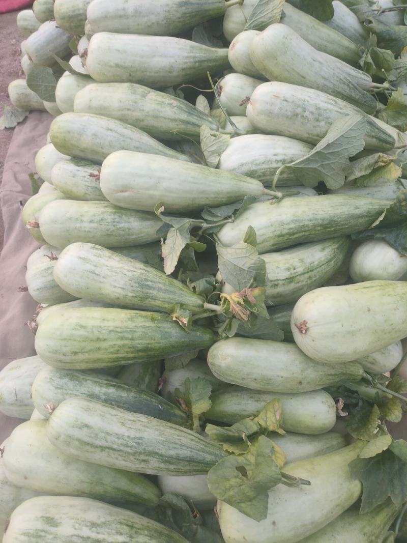 各种甜瓜大量上市