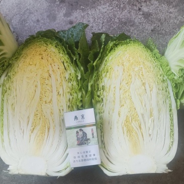 黄心大白菜产地直销，只做精品，质量保证，货源充足。