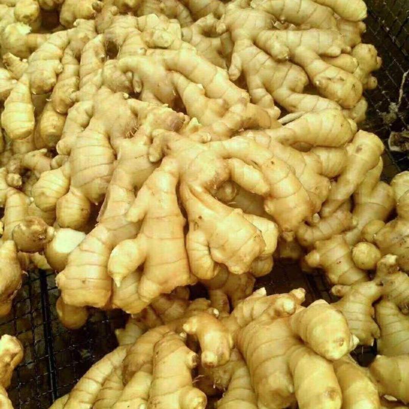 山东大黄姜大量现货供应