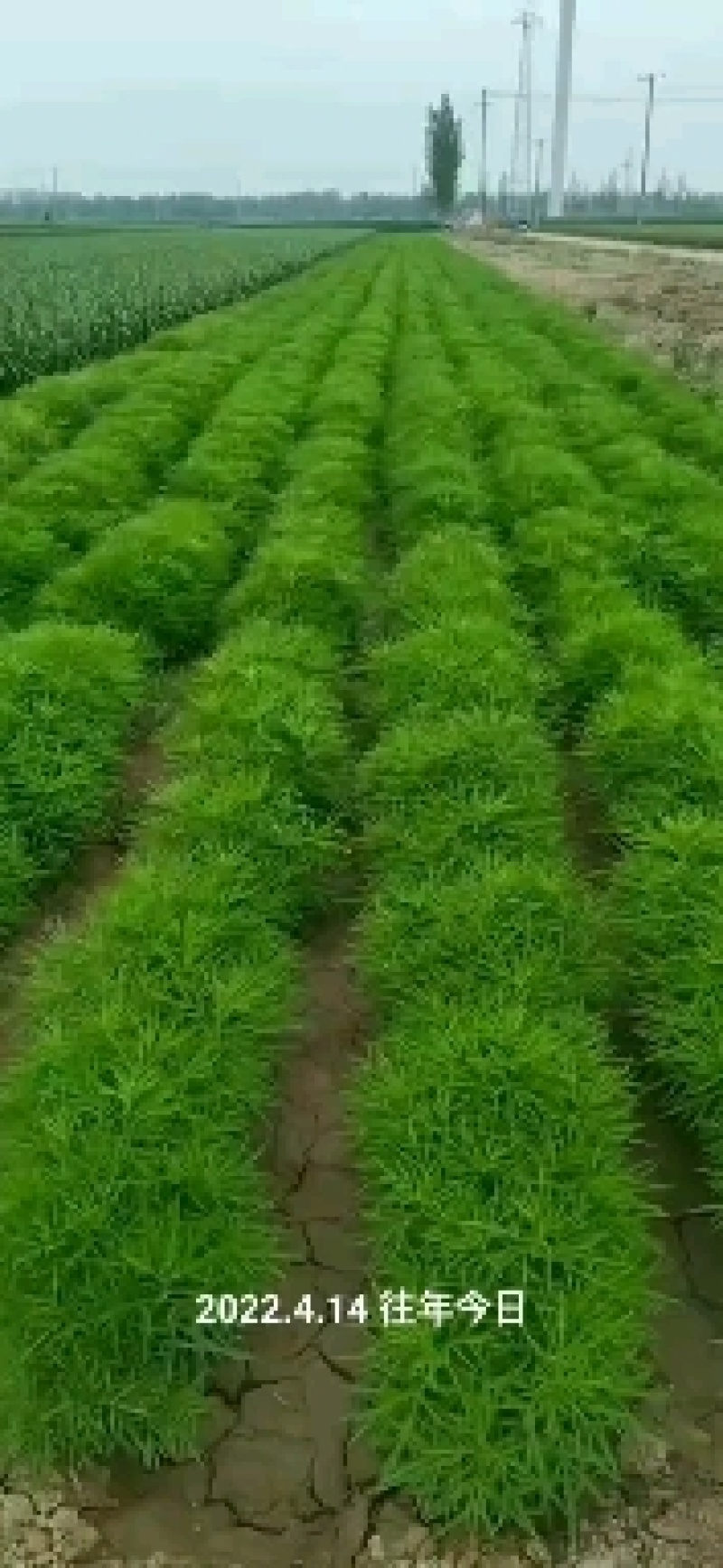 芦蒿