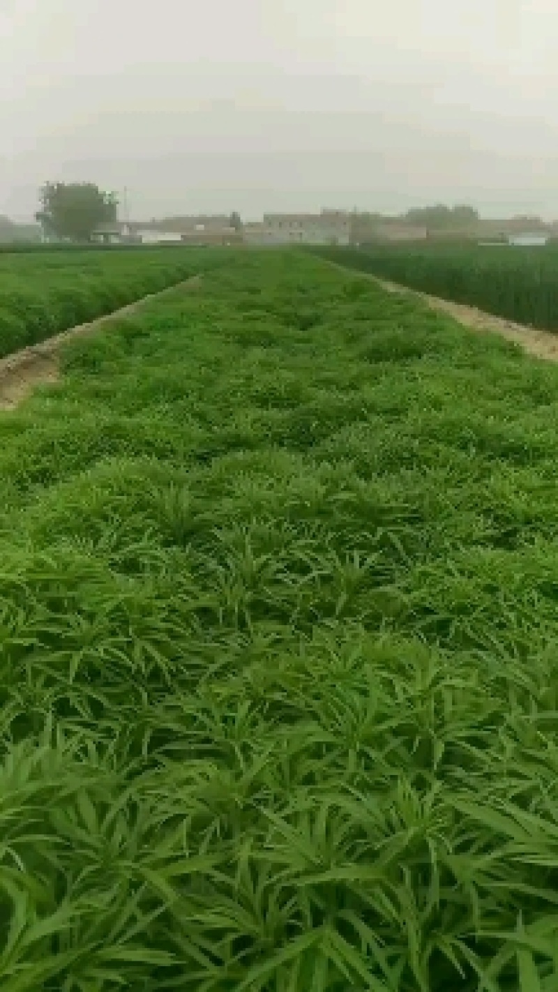 芦蒿