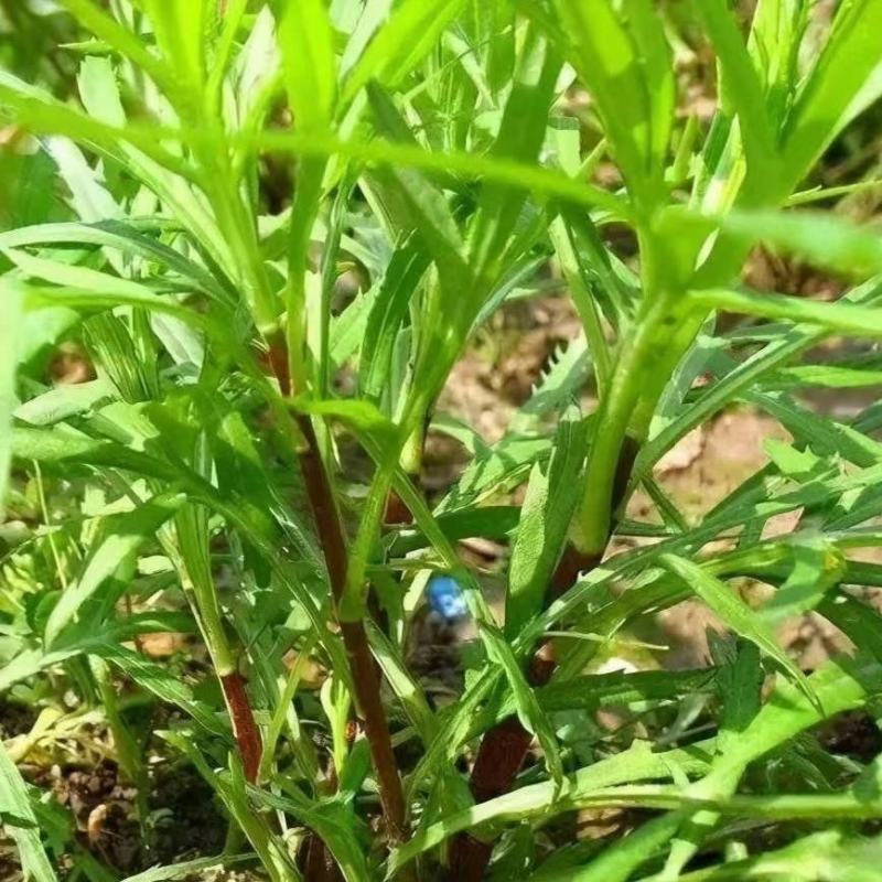 芦蒿