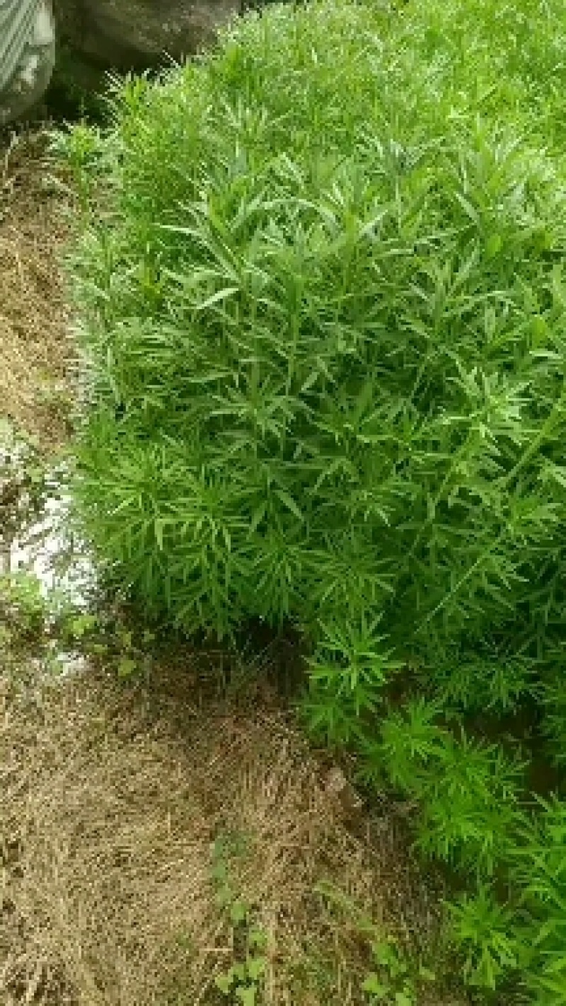 芦蒿