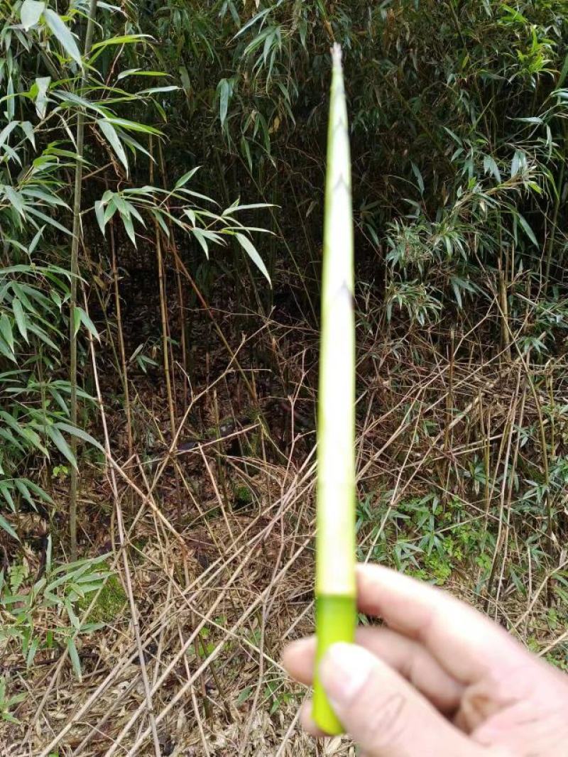 油竹笋