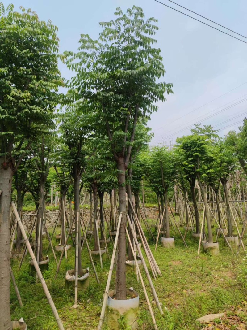 黄山栾树，现货价好，基地直销，直接联系，其他苗木可以谈
