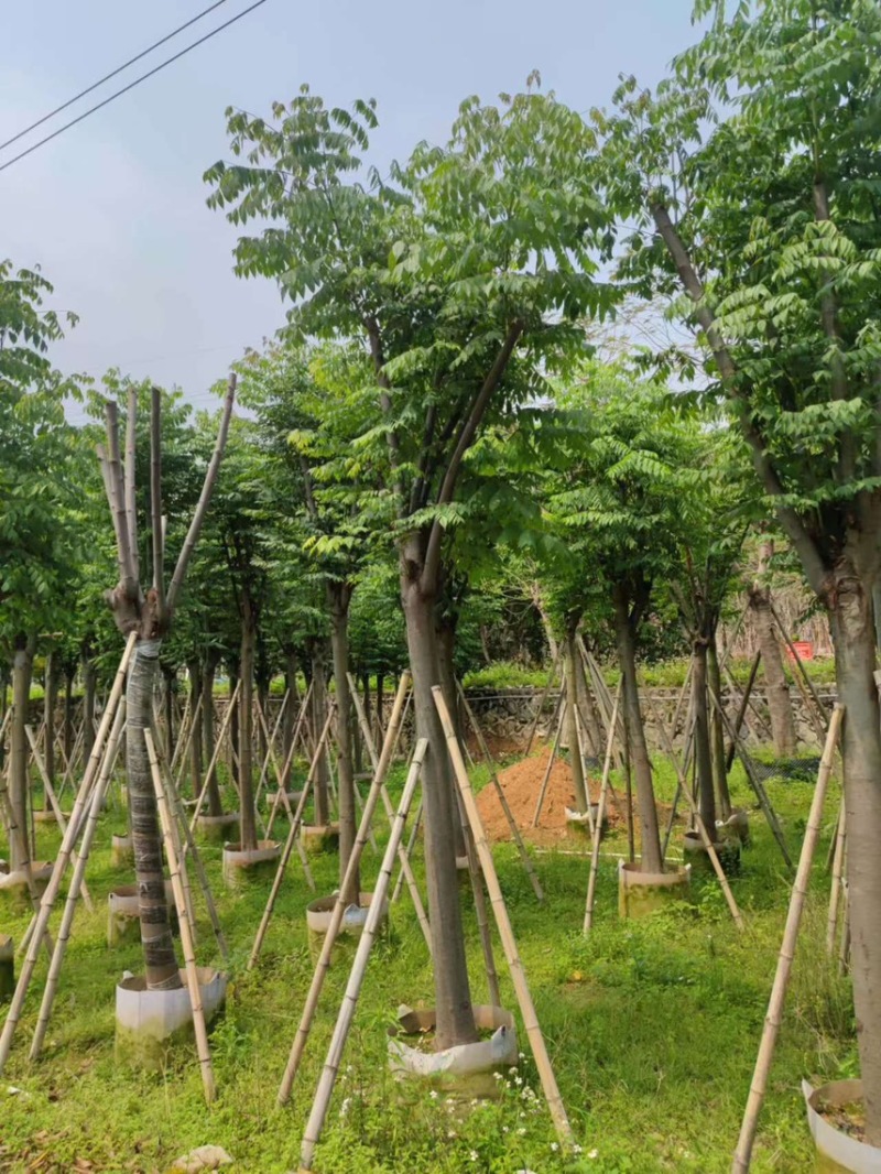 黄山栾树，现货价好，基地直销，直接联系，其他苗木可以谈
