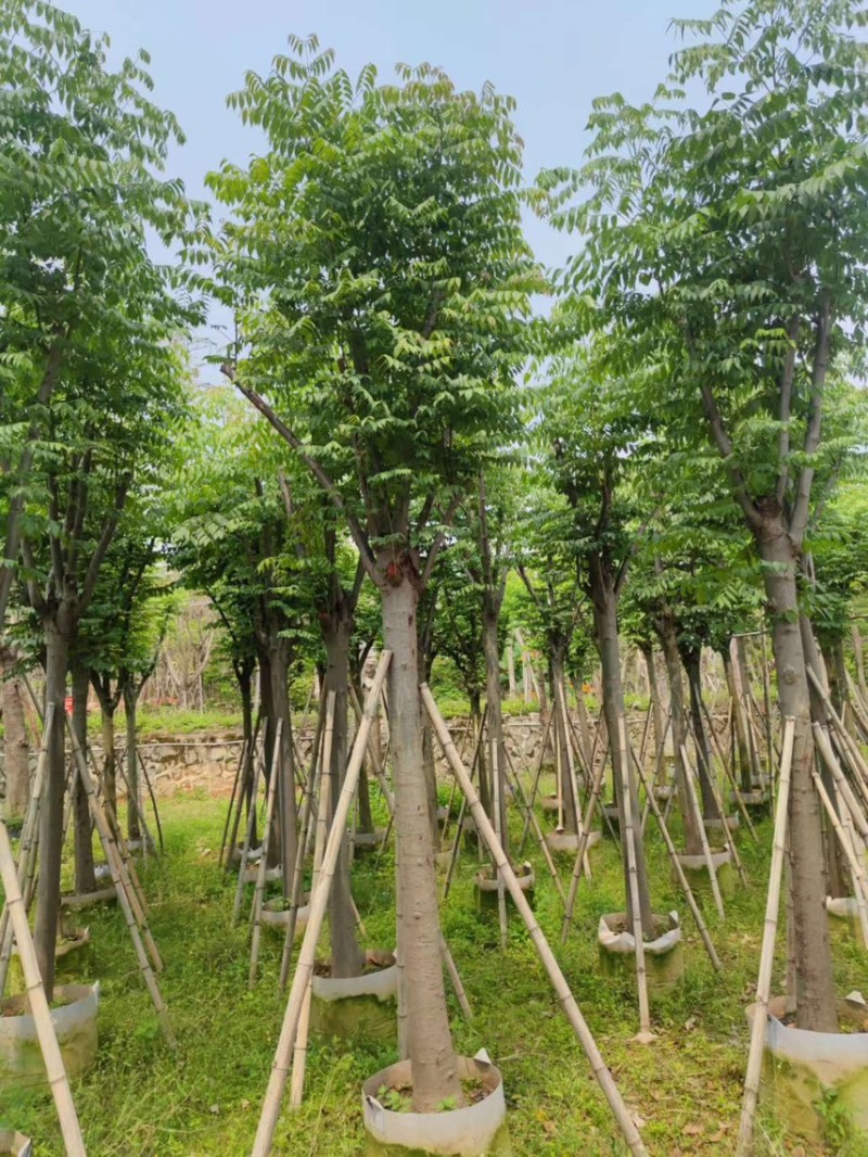 黄山栾树，现货价好，基地直销，直接联系，其他苗木可以谈