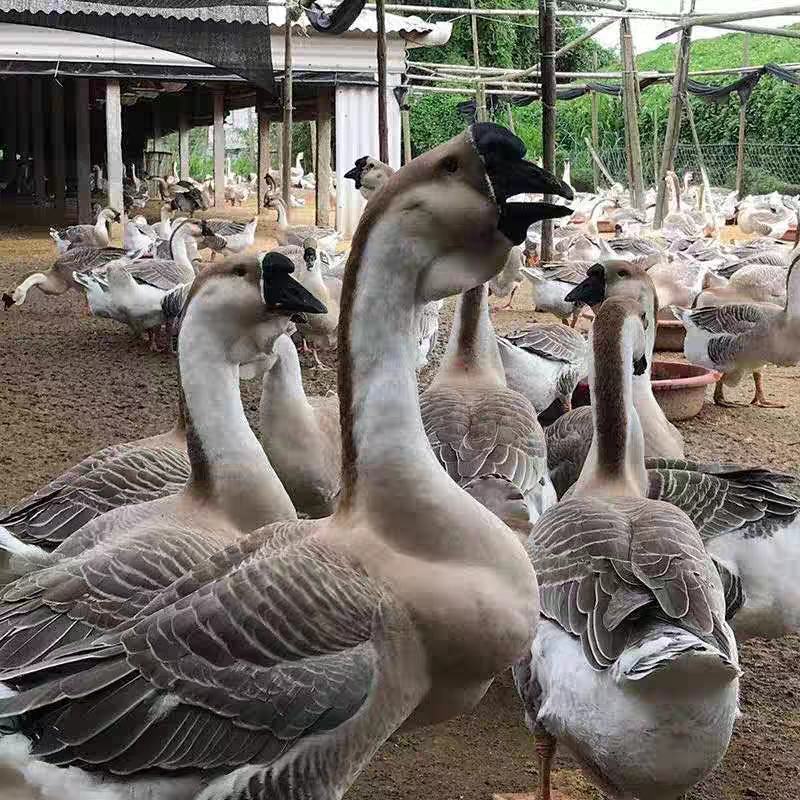 【四川】狮头鹅苗包防疫包成活率货到满意付款诚信至上孵化场