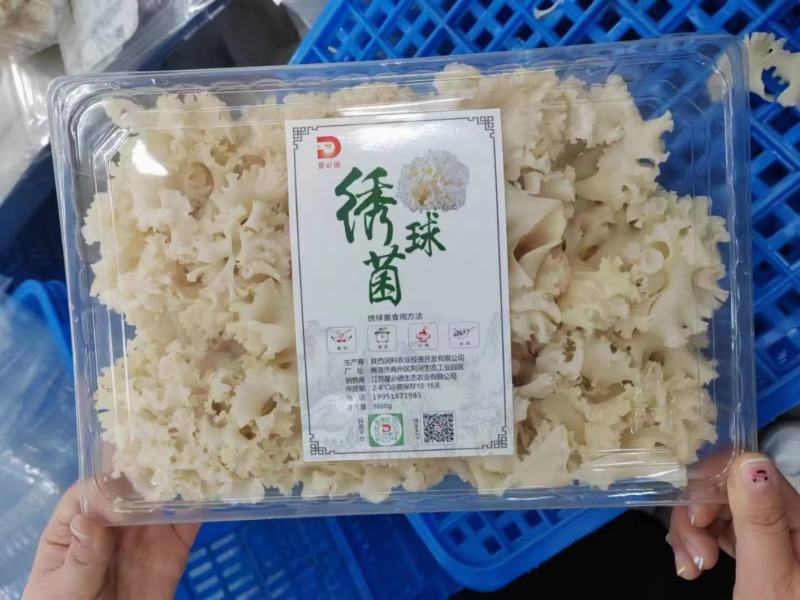 星必德绣球菌干货10斤装