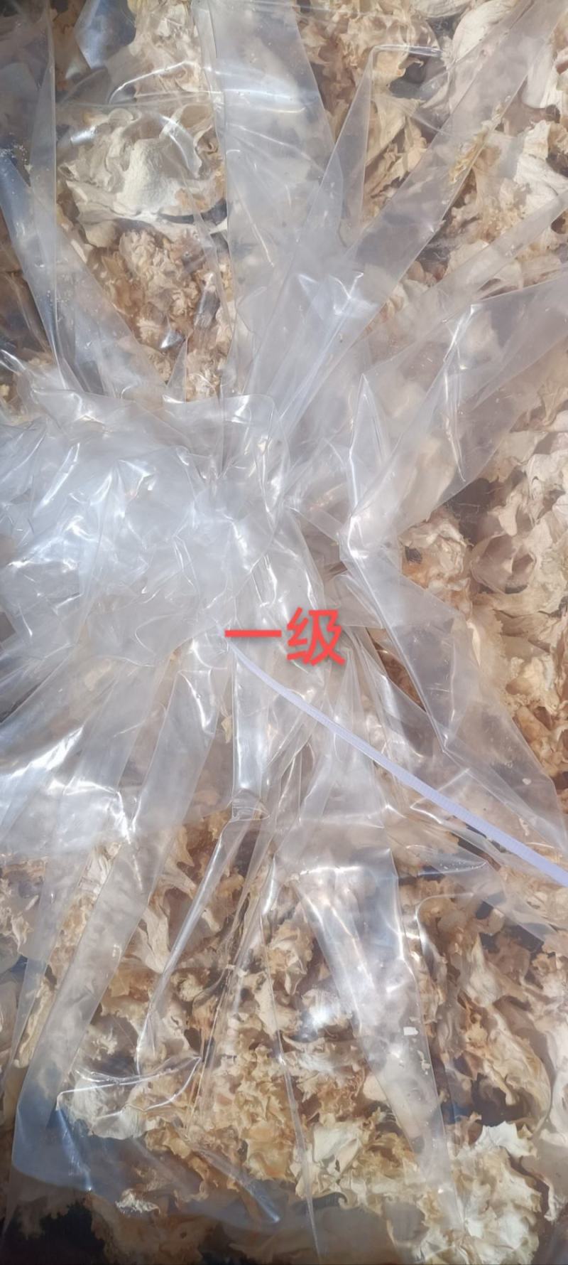 星必德绣球菌干货10斤装