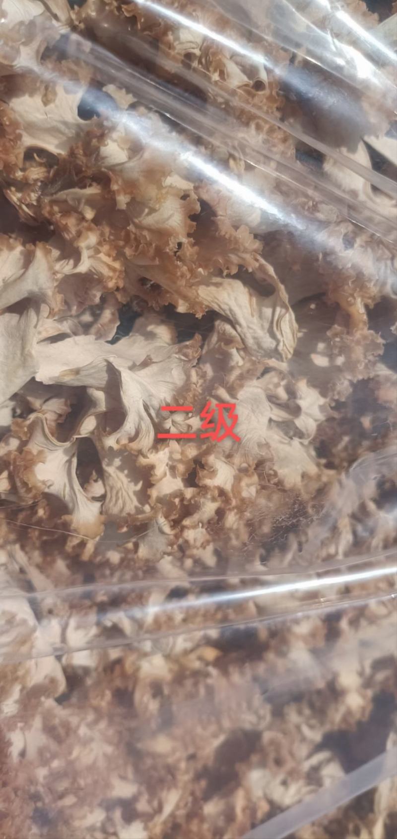 星必德绣球菌干货10斤装