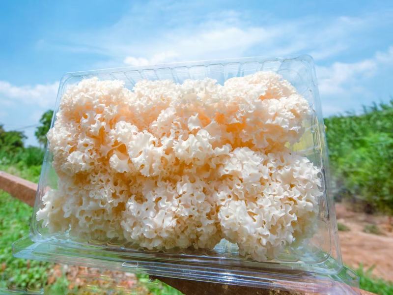 星必德绣球菌干货10斤装
