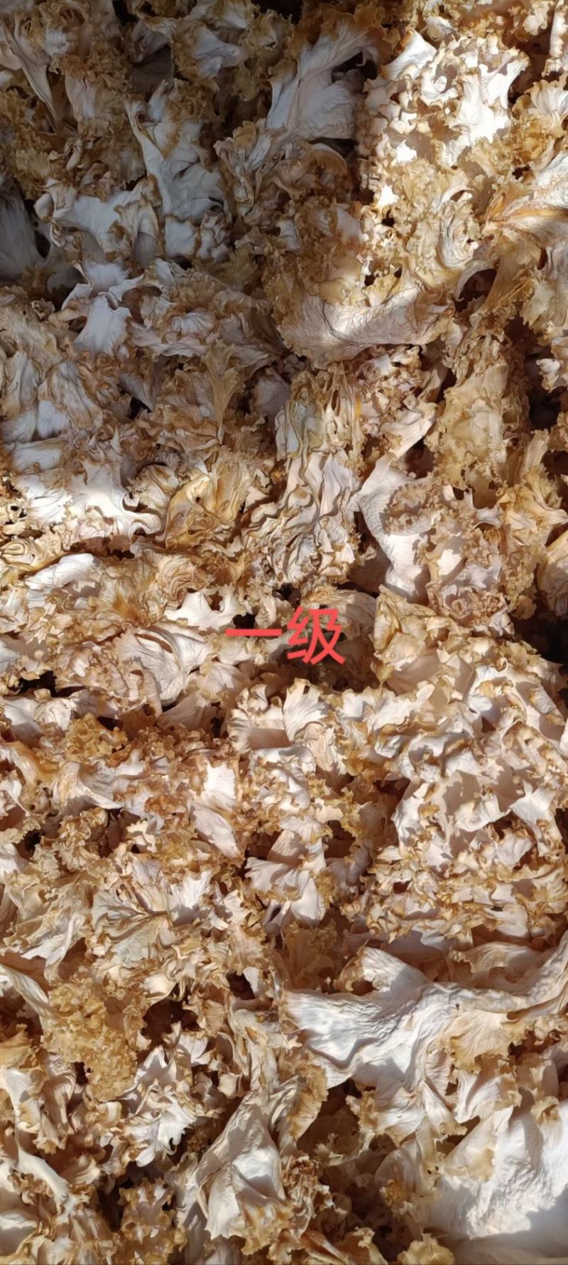 星必德绣球菌干货10斤装