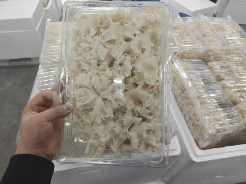 星必德绣球菌干货10斤装