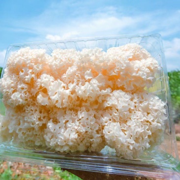 星必德绣球菌干货10斤装