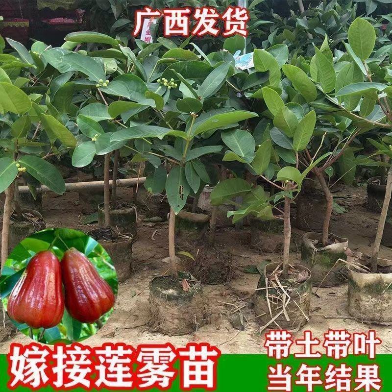 四季莲雾果树苗黑金刚大叶红莲雾苗嫁接果树苗可盆栽地栽当年