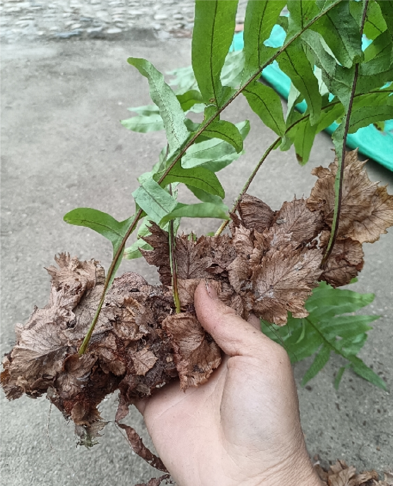 骨碎补