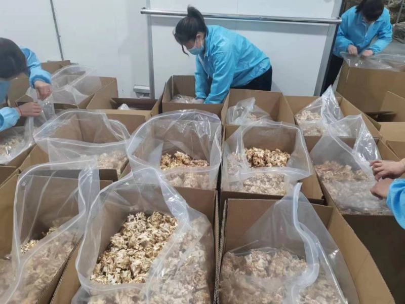 星必德绣球菌干货10斤装