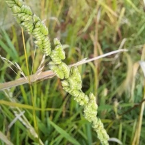 棒棒草籽小龙虾养殖苦梗草菵草水草耐低温搞寒冬季秋季棒棒草