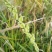 棒棒草籽小龙虾养殖苦梗草菵草水草耐低温搞寒冬季秋季棒棒草