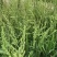 棒棒草籽小龙虾养殖苦梗草菵草水草耐低温搞寒冬季秋季棒棒草