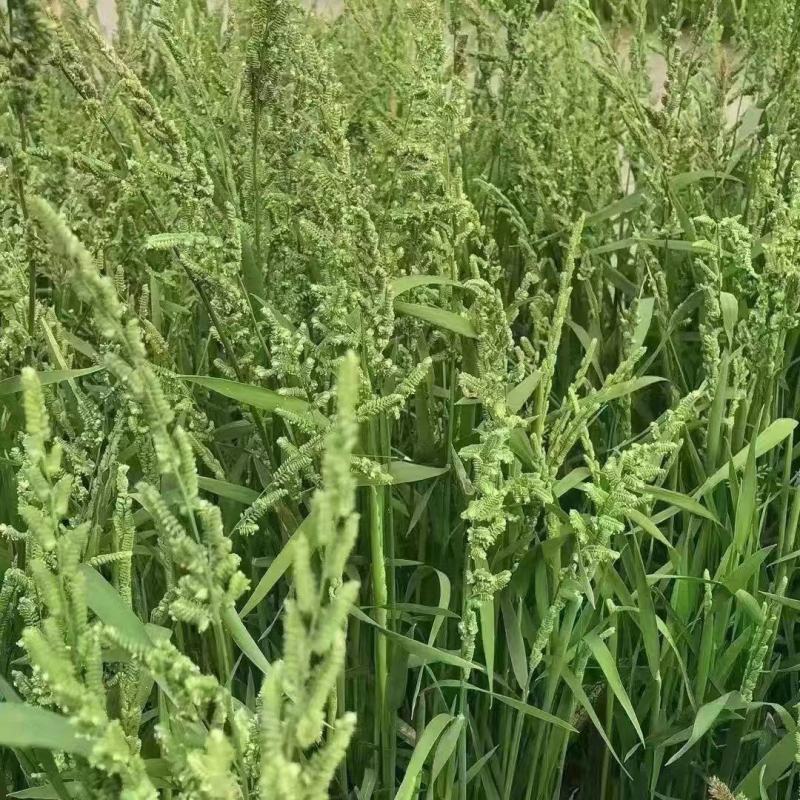 棒棒草籽小龙虾养殖苦梗草菵草水草耐低温搞寒冬季秋季棒棒草