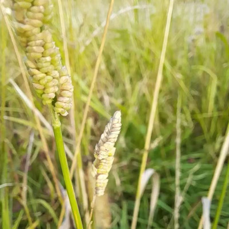 棒棒草籽小龙虾养殖苦梗草菵草水草耐低温搞寒冬季秋季棒棒草