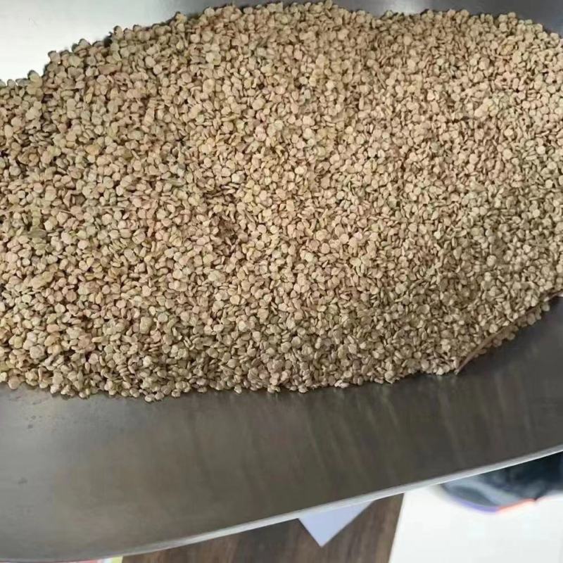棒棒草籽小龙虾养殖苦梗草菵草水草耐低温搞寒冬季秋季棒棒草