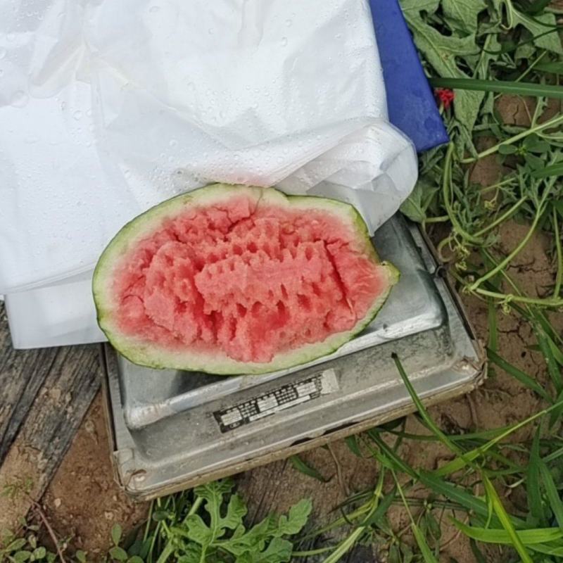 美都西瓜